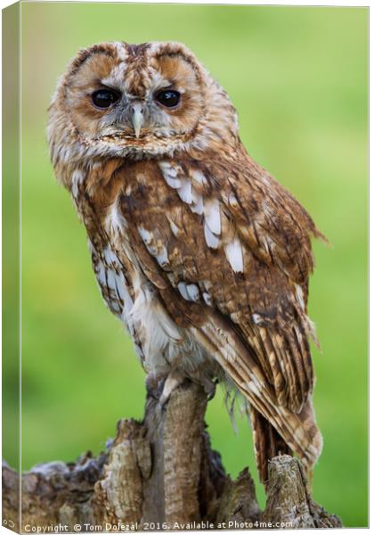 Posing Tawny Owl  Canvas Print by Tom Dolezal