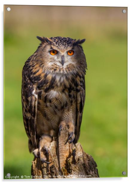 Posing Eagle owl  Acrylic by Tom Dolezal
