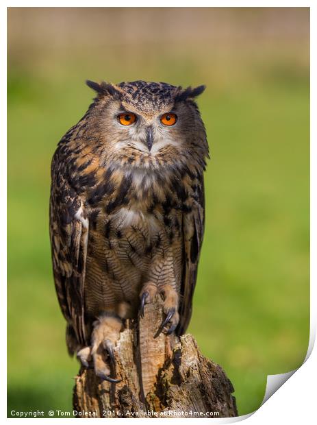 Posing Eagle owl  Print by Tom Dolezal