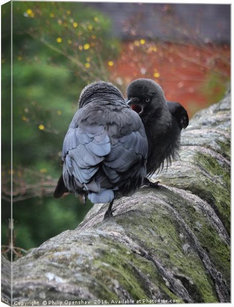 Jackdaws Canvas Print by Philip Openshaw