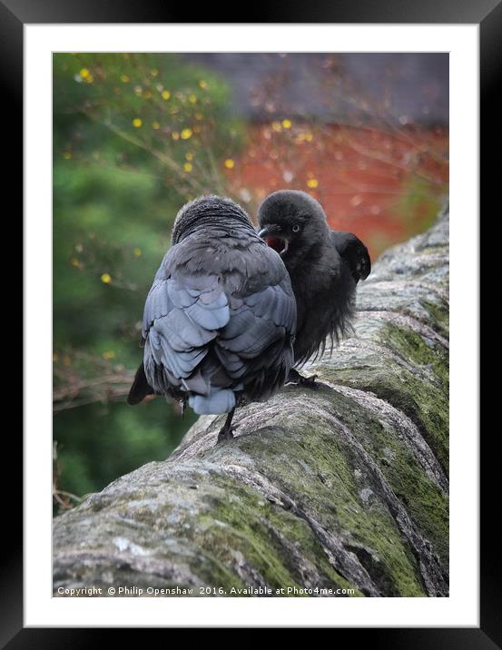 Jackdaws Framed Mounted Print by Philip Openshaw