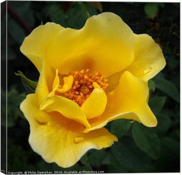 Yellow Rose after the rain Canvas Print by Philip Openshaw