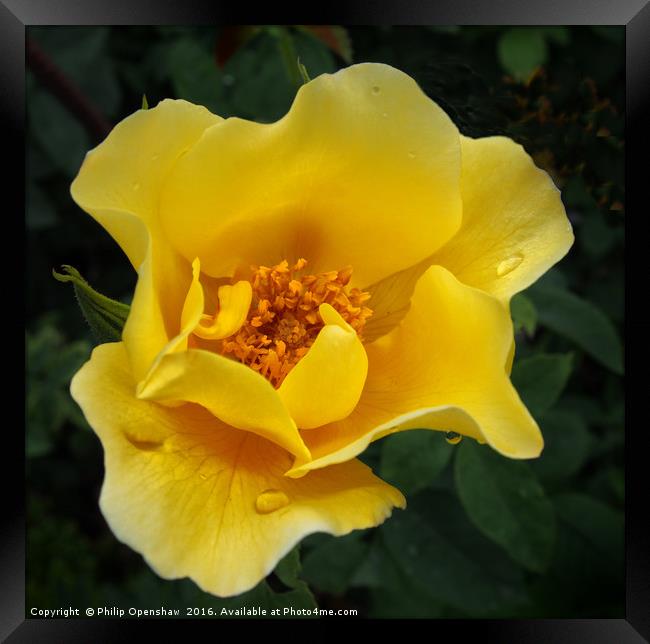 Yellow Rose after the rain Framed Print by Philip Openshaw