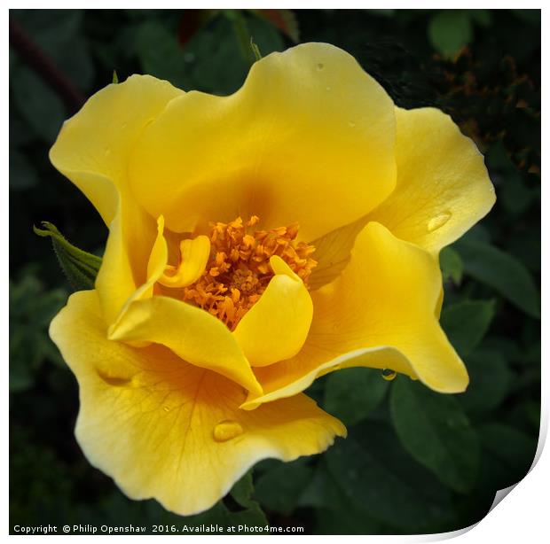 Yellow Rose after the rain Print by Philip Openshaw