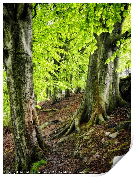 Spring Trees in Crownest Woods Print by Philip Openshaw