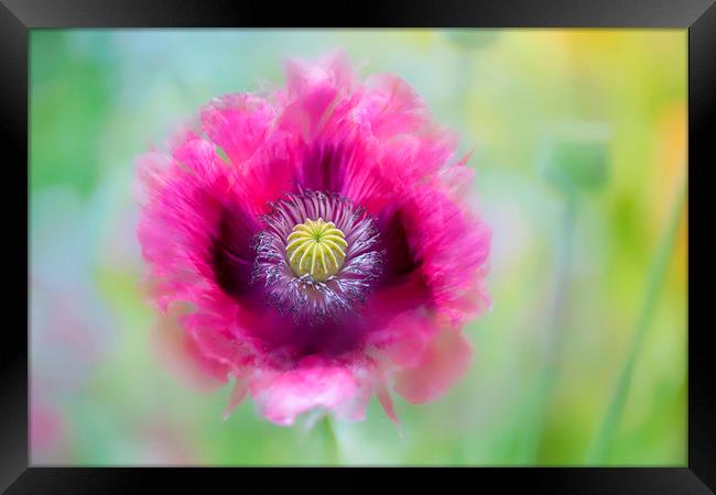 Pink Opium Poppy Framed Print by Jacky Parker