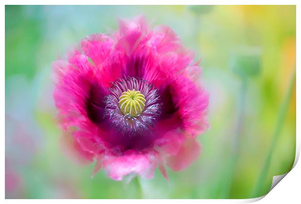 Pink Opium Poppy Print by Jacky Parker