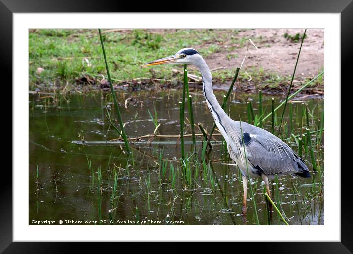 Grey Heron hunting Framed Mounted Print by Richard West