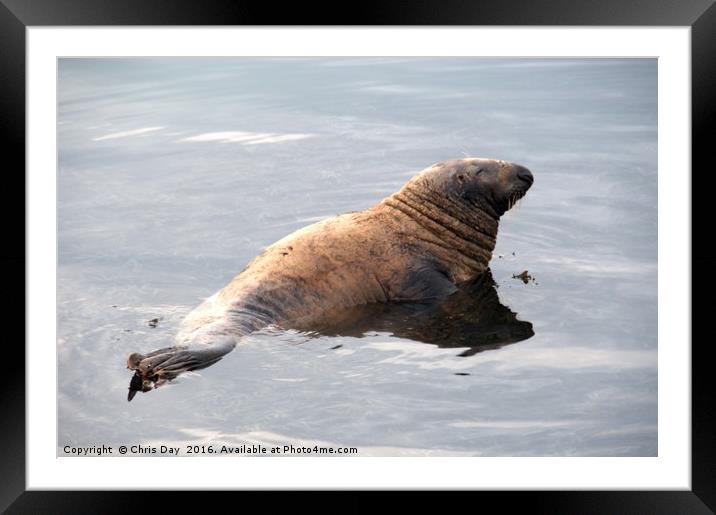 Common Seal  Framed Mounted Print by Chris Day