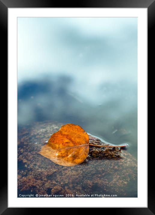 The Leaf Framed Mounted Print by jonathan nguyen