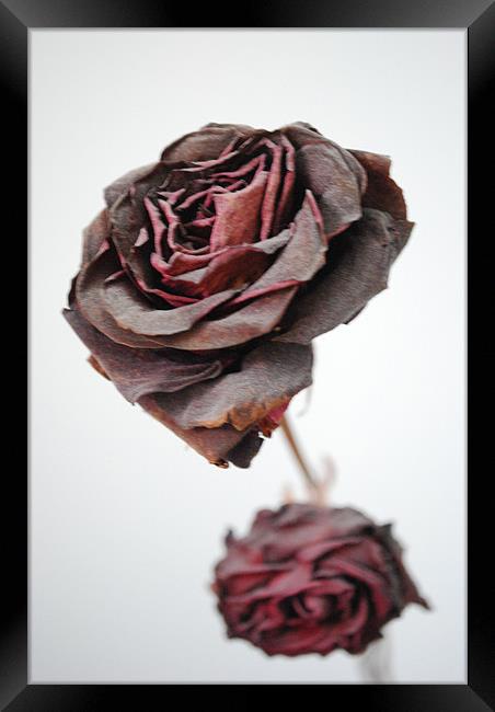 Roses Framed Print by Madeline Harris