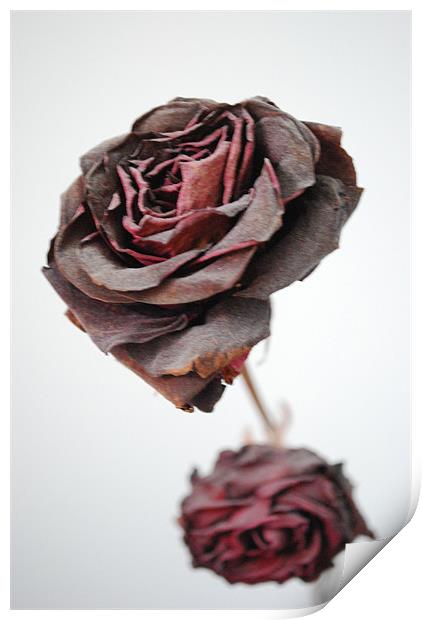 Roses Print by Madeline Harris