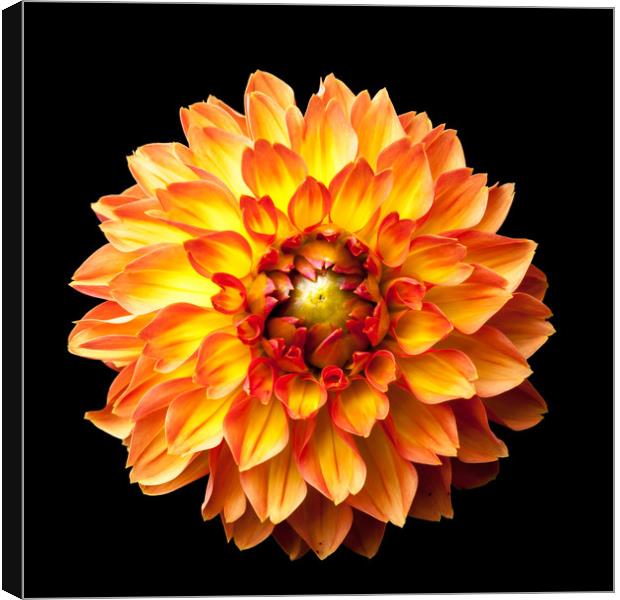 Four Queens Dahlia on black Canvas Print by Linda Cooke