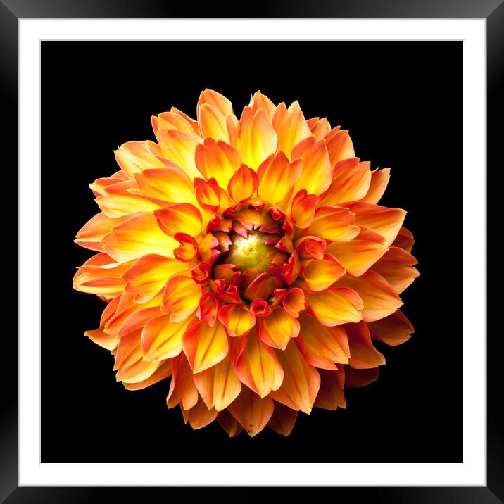 Four Queens Dahlia on black Framed Mounted Print by Linda Cooke
