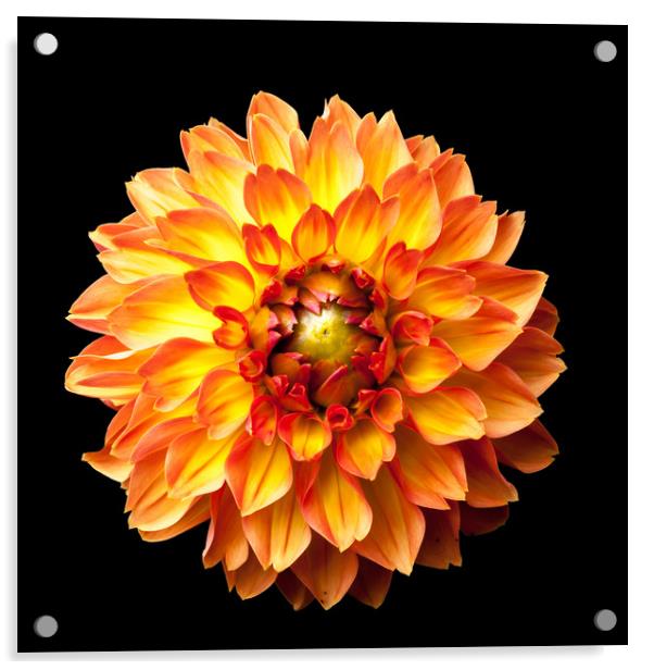 Four Queens Dahlia on black Acrylic by Linda Cooke