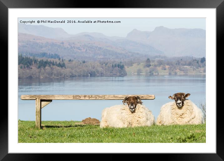 Two Sheep, Lake District Framed Mounted Print by Phil MacDonald