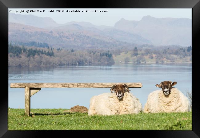 Two Sheep, Lake District Framed Print by Phil MacDonald