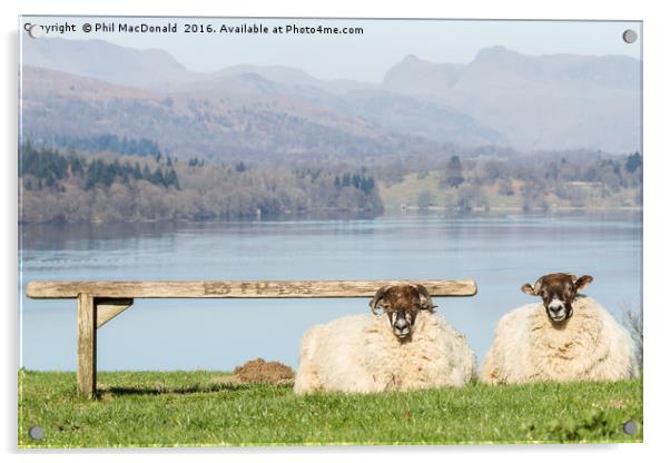 Two Sheep, Lake District Acrylic by Phil MacDonald