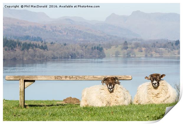 Two Sheep, Lake District Print by Phil MacDonald