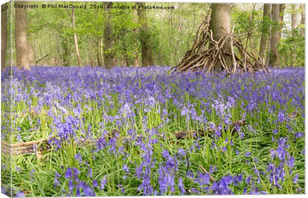 Purple Patch, Bluebell Wood at Dawn Canvas Print by Phil MacDonald