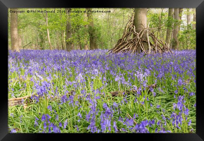 Purple Patch, Bluebell Wood at Dawn Framed Print by Phil MacDonald