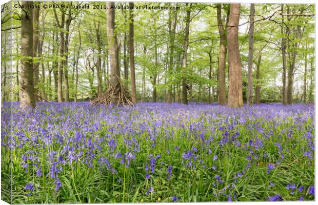 Purple Patch, Bluebell Wood at Dawn Canvas Print by Phil MacDonald