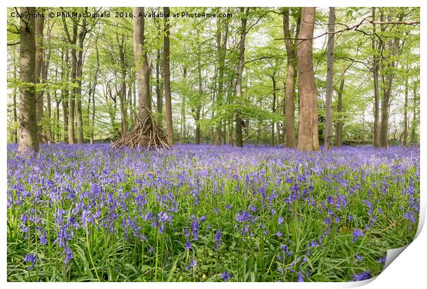 Purple Patch, Bluebell Wood at Dawn Print by Phil MacDonald
