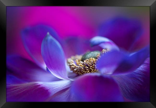 Purple Windflower Framed Print by Jacky Parker