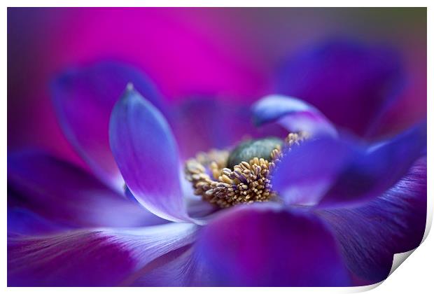 Purple Windflower Print by Jacky Parker