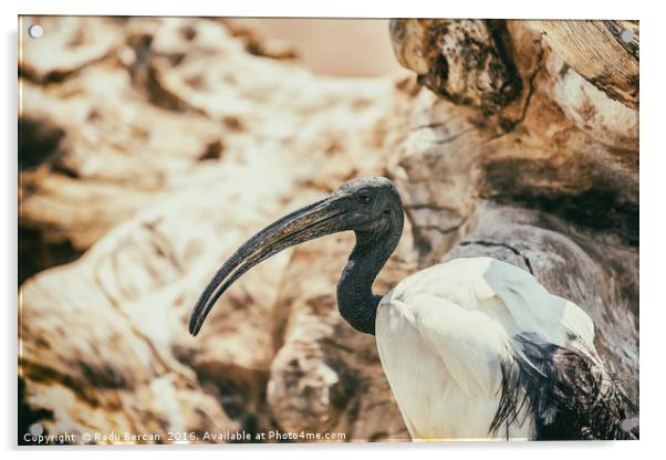 Wild African Sacred Ibis Bird Acrylic by Radu Bercan