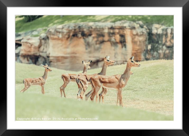 African Impala (Aepyceros Melampus) Antelope Framed Mounted Print by Radu Bercan