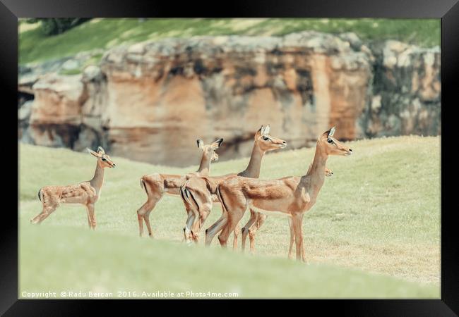 African Impala (Aepyceros Melampus) Antelope Framed Print by Radu Bercan