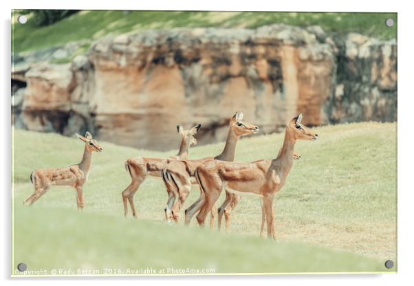 African Impala (Aepyceros Melampus) Antelope Acrylic by Radu Bercan