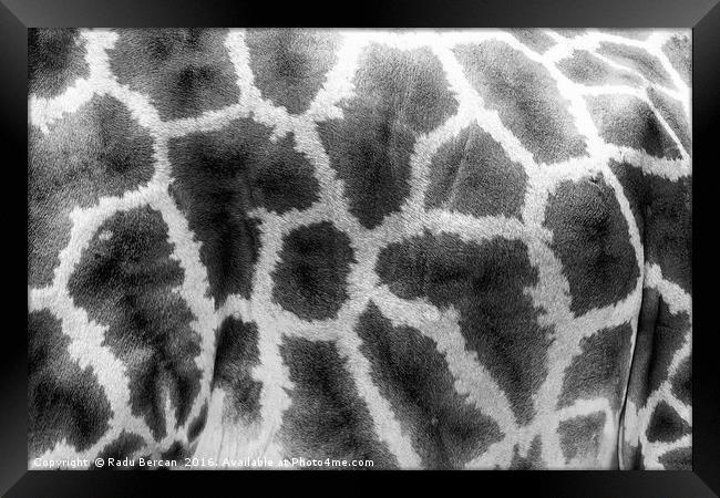 Giraffe Leather Skin Background Texture Framed Print by Radu Bercan