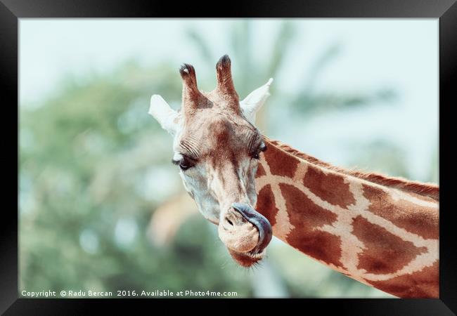 Northern Giraffe (Giraffa Camelopardalis) Portrait Framed Print by Radu Bercan