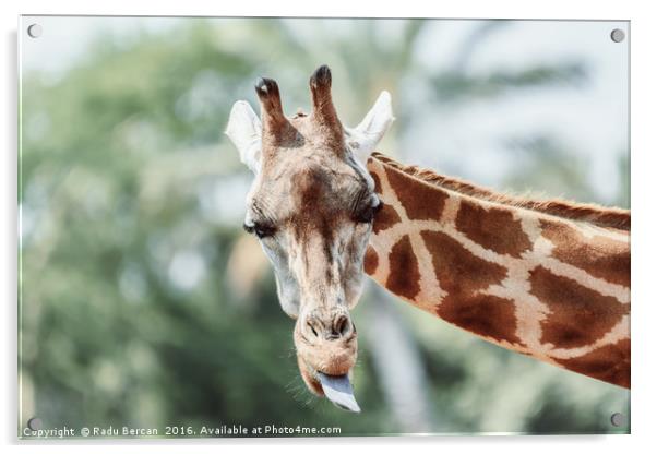 Northern Giraffe (Giraffa Camelopardalis) Portrait Acrylic by Radu Bercan