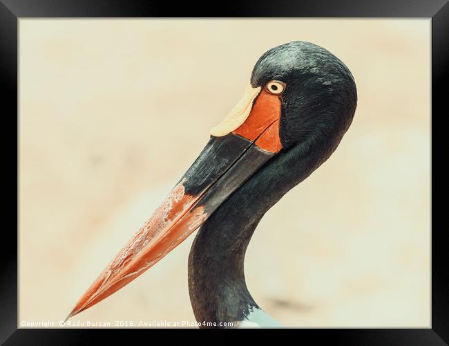 Saddlebill Stork Bird Portrait Framed Print by Radu Bercan