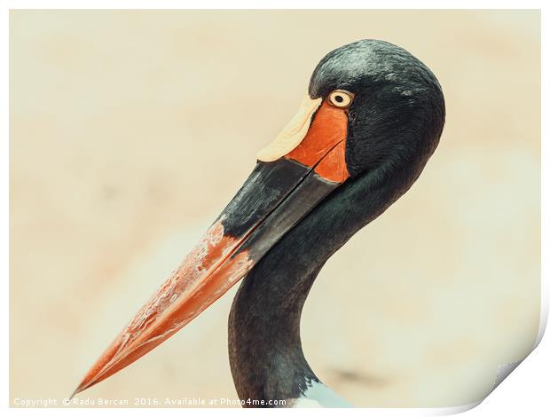 Saddlebill Stork Bird Portrait Print by Radu Bercan