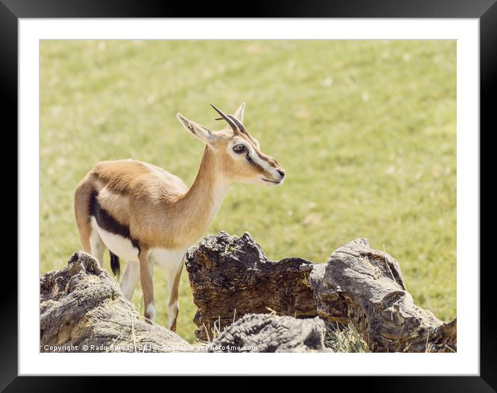 African Thomson's Gazelle (Eudorcas Thomsonii) Framed Mounted Print by Radu Bercan