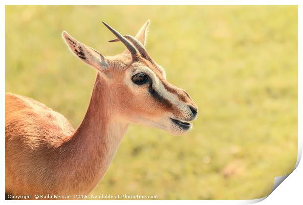 African Thomson's Gazelle (Eudorcas Thomsonii) Print by Radu Bercan