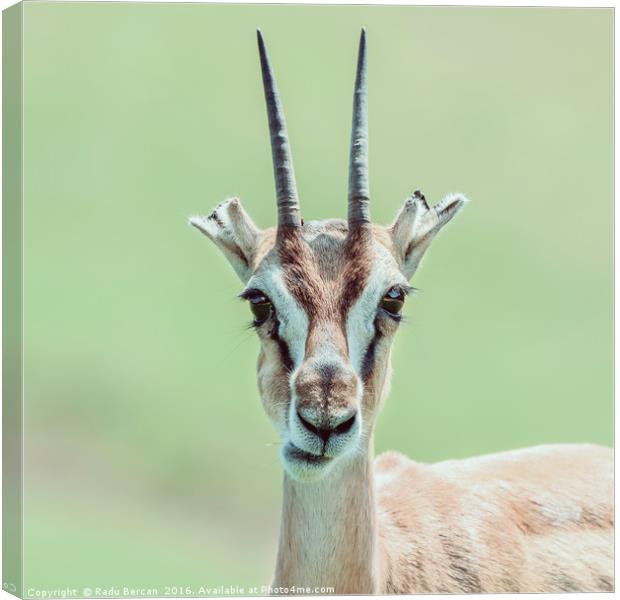 African Thomson's Gazelle (Eudorcas Thomsonii) Canvas Print by Radu Bercan