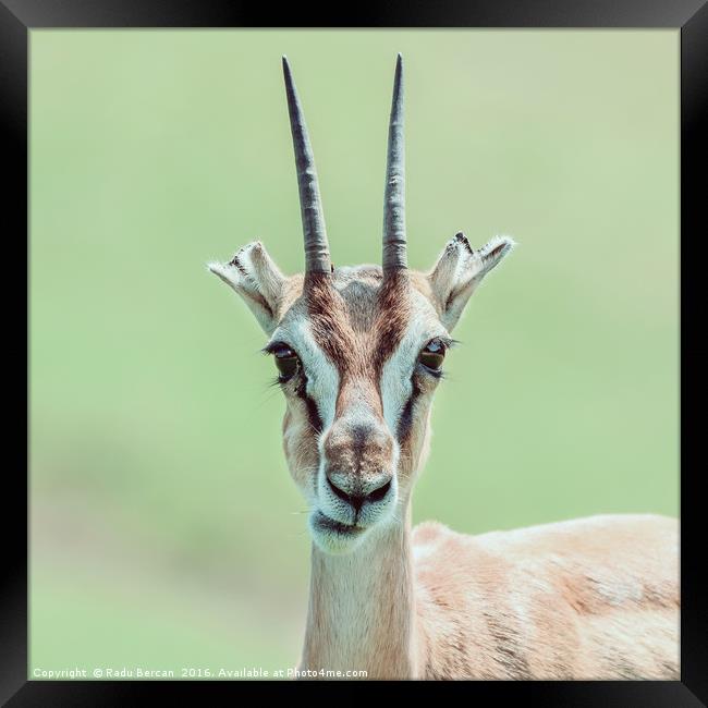 African Thomson's Gazelle (Eudorcas Thomsonii) Framed Print by Radu Bercan