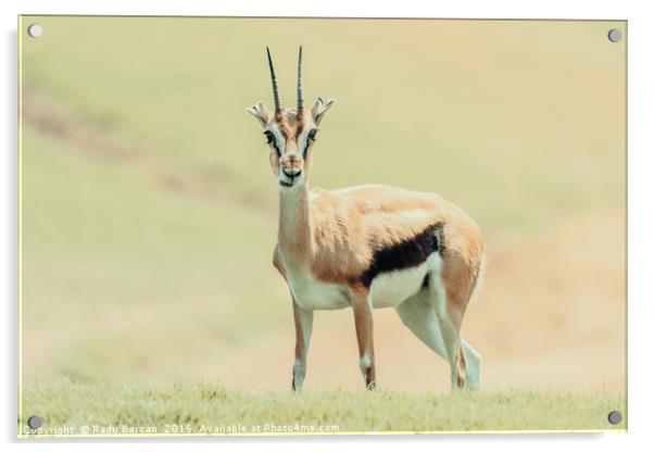 African Thomson's Gazelle (Eudorcas Thomsonii) Acrylic by Radu Bercan