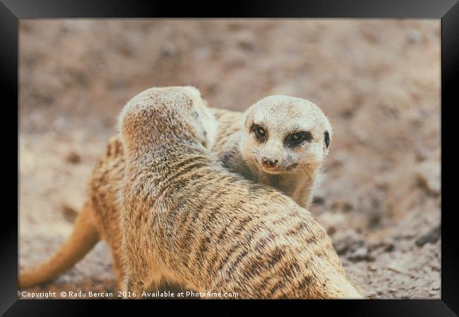 Meerkat or Suricate (Suricata Suricatta) in Africa Framed Print by Radu Bercan