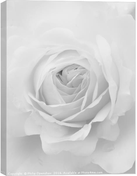Palest Rose Canvas Print by Philip Openshaw