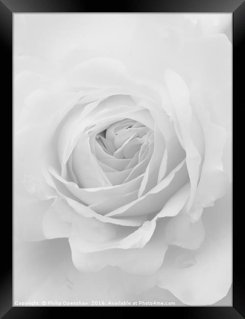 Palest Rose Framed Print by Philip Openshaw