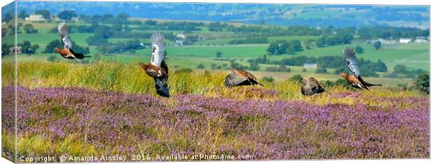 Red Grouse in Flight                     Canvas Print by AMANDA AINSLEY
