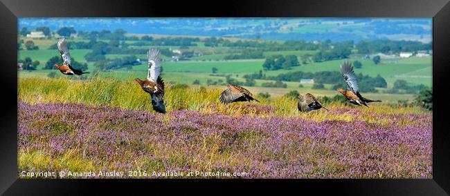 Red Grouse in Flight                     Framed Print by AMANDA AINSLEY