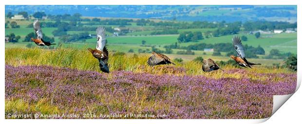 Red Grouse in Flight                     Print by AMANDA AINSLEY