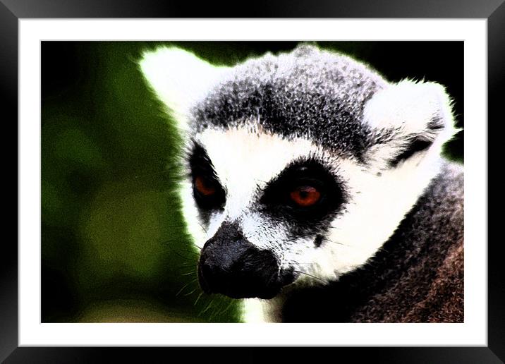 Ring Tailed Lemur Framed Mounted Print by Ian Jeffrey